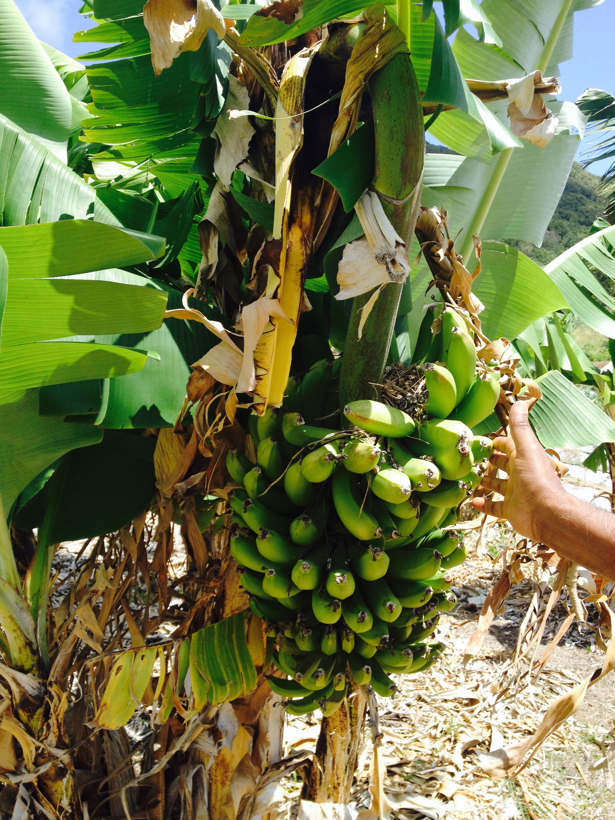 St Kitts agriculture