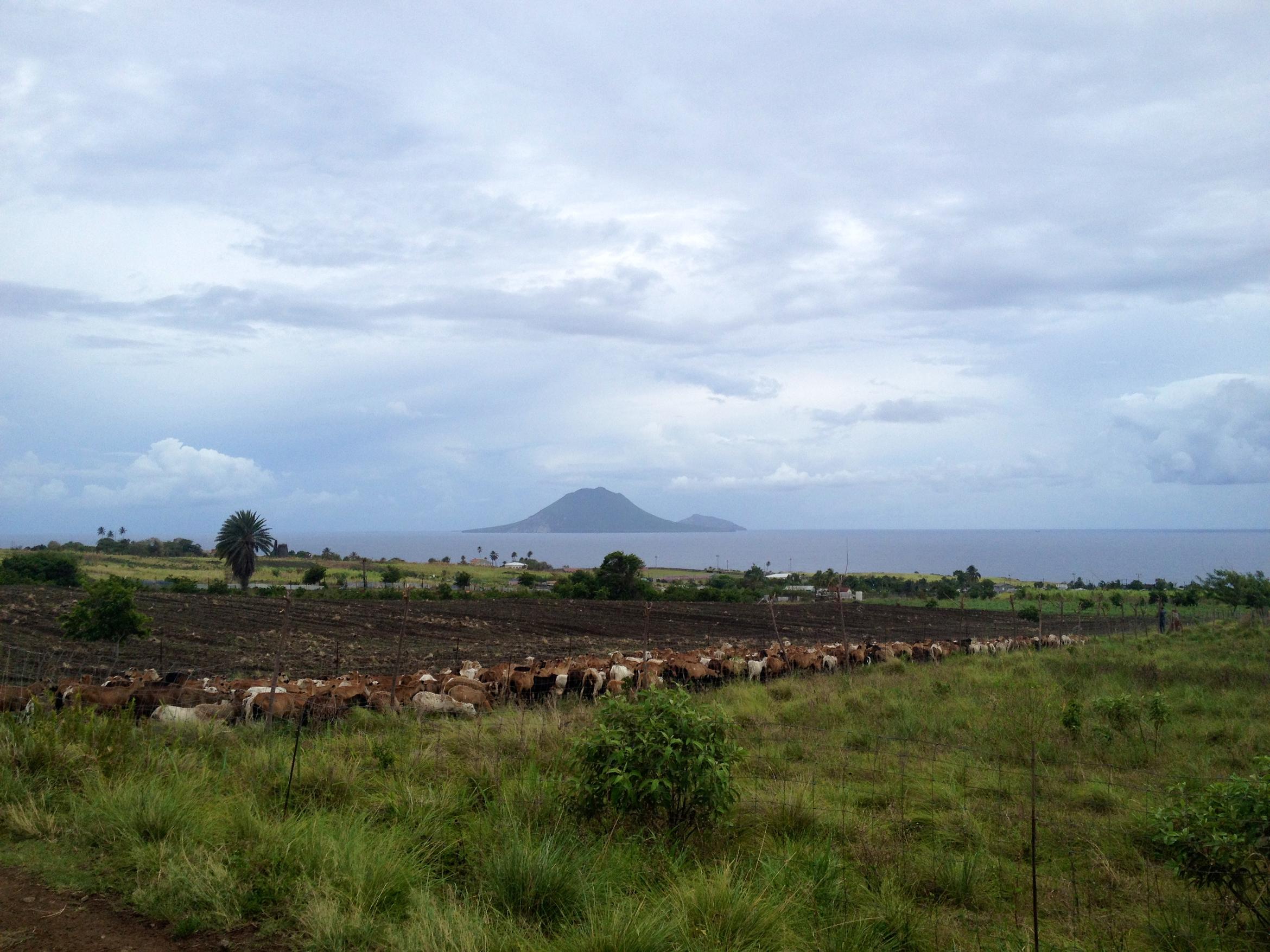 St Kitts agriculture